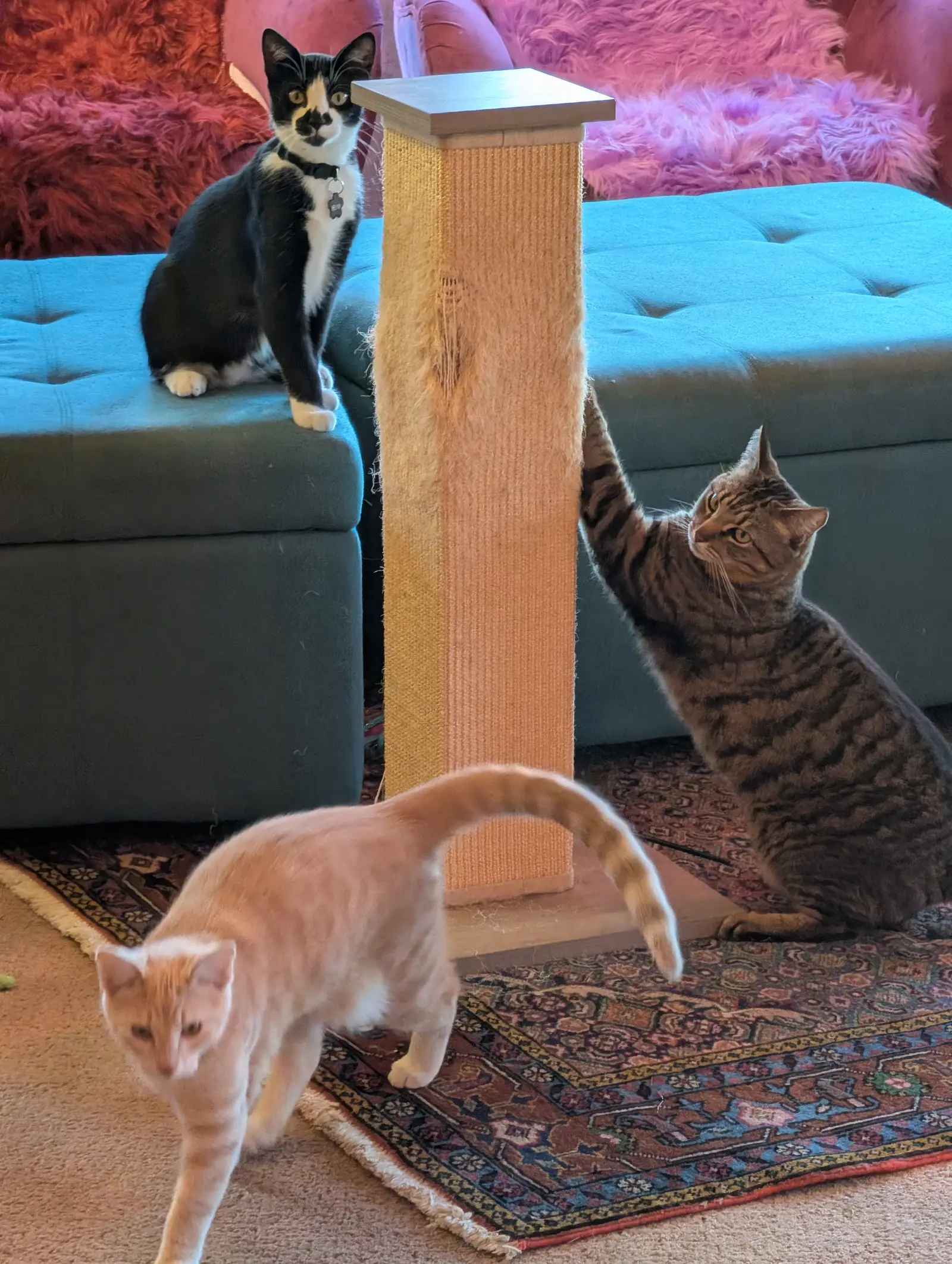 Our three cats around the scratching post